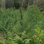 PF e PM erradicam plantação com mais de 4 mil pés de maconha em Coruripe