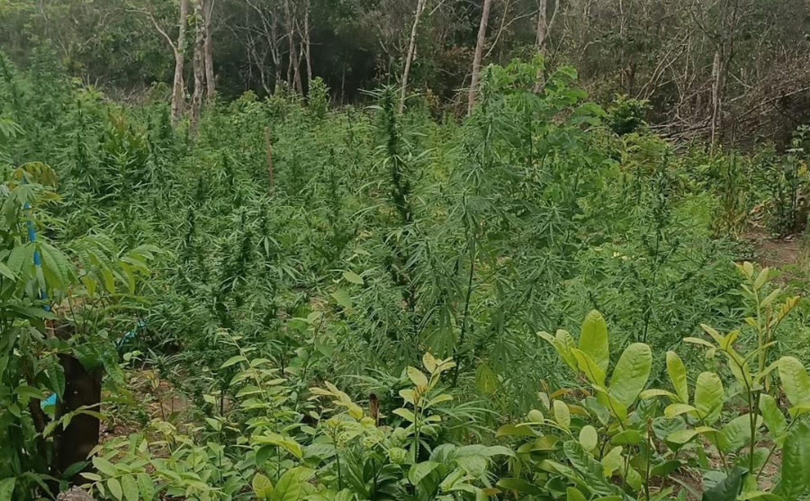 pm-presta-apoio-a-pf-e-flagra-plantacao-com-mais-de-4-mil-pes-de-maconha