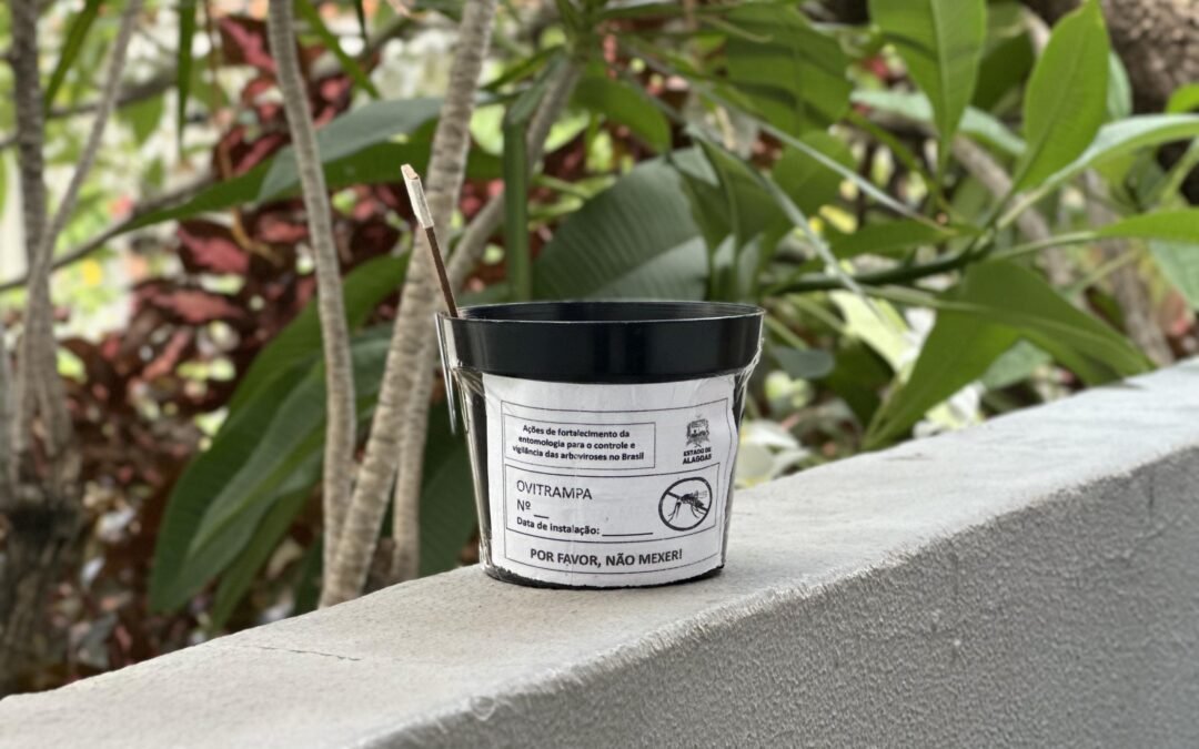 Alagoas instala armadilhas para monitorar mosquito da dengue em São Miguel dos Campos